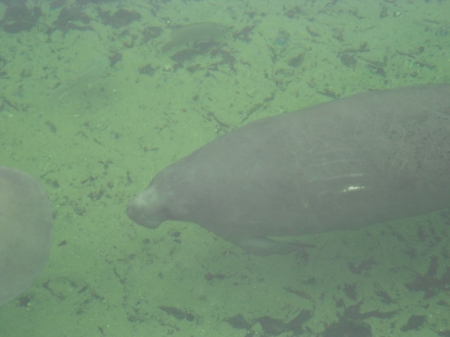 Manatee with scars