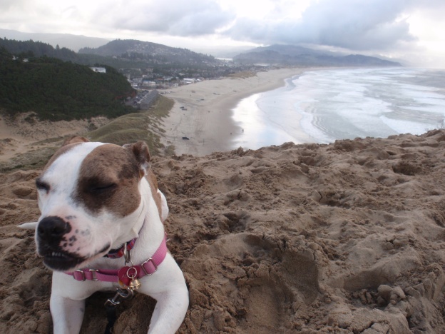 Closeup of dog with beach in background